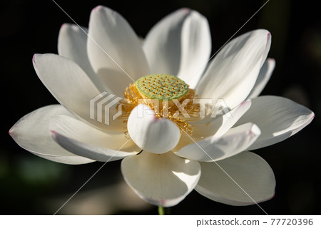 一朵白蓮花 77720396