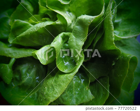 Sowing lettuce. An annual herb of the genus Lettuce of the Asteraceae family. Delicious fortified leaves. Green salad or side dish. Fresh herbs for healthy eating. Leaf lettuce or head lettuce. Sowing lettuce. An annual herb of the genus Lettuce of the Asteraceae family. Delicious fortified leaves. Green salad or side dish. Fresh herbs for healthy eating. Leaf lettuce or head lettuce. 77720522