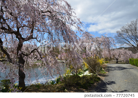 I went to Ryokusuien # 58 I went to Ryokusuien # 58 77720745