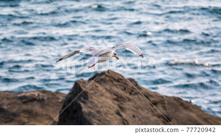 Sea gull, Larus marinus, flies over blue water. Sea gull, Larus marinus, flies over blue water. 77720942