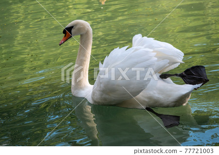 A graceful white swan swimming on a lake with dark green water. The white swan is reflected in the water A graceful white swan swimming on a lake with dark green water. The white swan is reflected in the water 77721003