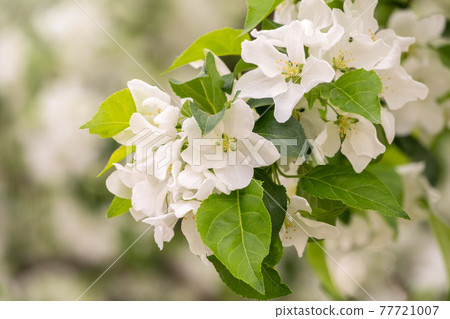 White blossoming apple trees. White apple tree flowers White blossoming apple trees. White apple tree flowers 77721007