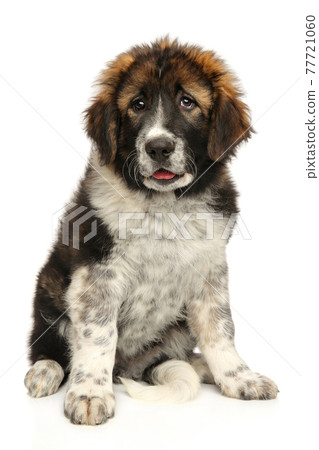 Young Caucasian shepherd puppy 77721060