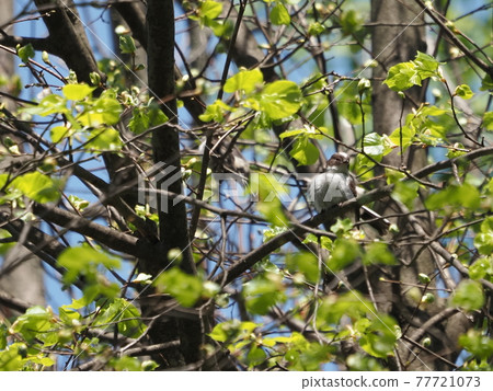 Long-tailed tit chicks in the city park 77721073