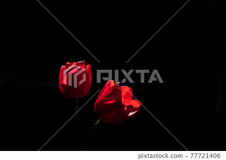 聚光燈下的夢幻鬱金香 聚光燈下的夢幻鬱金香 77721406