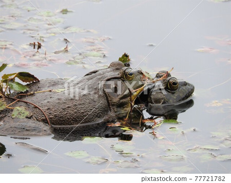 A pair of bullfrogs mating A pair of bullfrogs mating 77721782