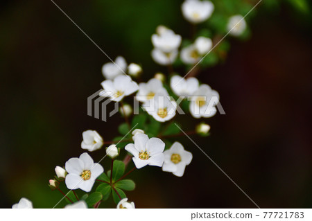 埼玉縣繡線菊(雪柳)盛開的花朵 / 三月 埼玉縣繡線菊(雪柳)盛開的花朵 / 三月 77721783