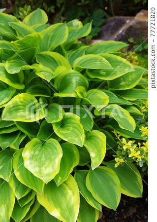 Hosta hosta 77721820
