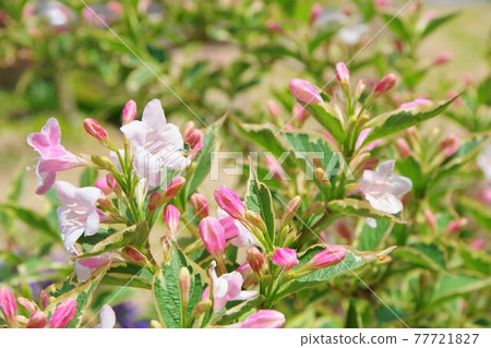 有斑點的大紅色 Deutzia Weigela Florida Variegata 77721827