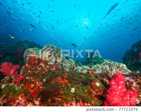Reefs covered with sea anemones and soft corals (Richeryu Rock, Surin Marine National Park, Kingdom of Thailand) Reefs covered with sea anemones and soft corals (Richeryu Rock, Surin Marine National Park, Kingdom of Thailand) 77721879