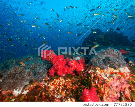 海葵和軟珊瑚，成群的蜘蛛台（Richeryu Rock，蘇林海洋國家公園，泰國） 77721880