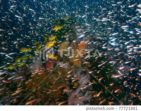 Various corals and small schools of saltwater fish (Richeryu Rock, Surin Marine National Park, Kingdom of Thailand) 77721881