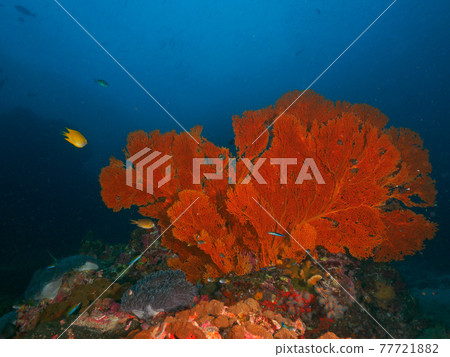 Large sea urchin (Richelieu Rock, Surin Marine National Park, Kingdom of Thailand) 77721882