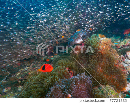 Clark's anemone and small school of fish coexisting with sea anemones (Richelle Rock, Surin Marine National Park, Thailand) 77721883