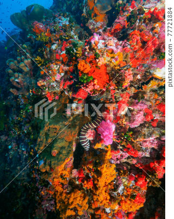 Zebra moray crawling between corals (Richelieu Rock, Surin Marine National Park, Kingdom of Thailand) 77721884