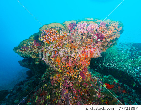 珊瑚根和覆蓋它們的一群小型鹹水魚（邦島，斯米蘭海洋國家公園，泰王國） 77721887