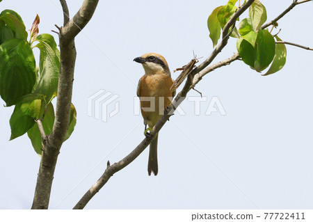 Morning Hayamage Morning Hayamage 77722411