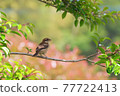 伯勞雛鳥 77722413