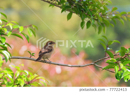 Shrike fledging chicks 77722413