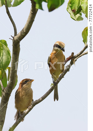 Parent and child of shrike 77722414