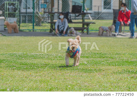 Dog run 77722450