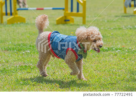 Dog run 77722491