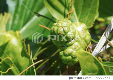 Noni found in Fiji 77722565