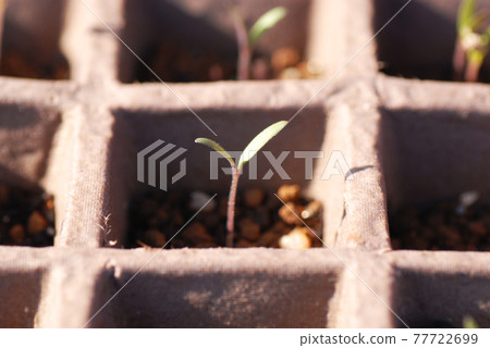 Futaba of tomatoes sprouted from a paper sowing pot Futaba of tomatoes sprouted from a paper sowing pot 77722699