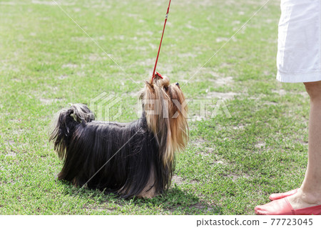 Handsome yorkshire terrier walks stands on a leash on the grass in summer in the park next to the mistress, pet dog and man 77723045
