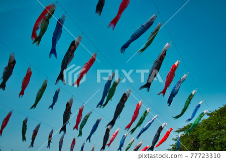 Carp streamer Carp streamer 77723310