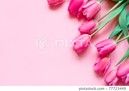 Fresh tulip flowers on a pink background. 77723449