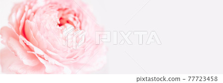 A delicate pink ranunculus flower in soft focus. 77723458
