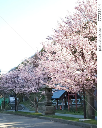 Cherry Blossoms Cherry Blossoms 77723944