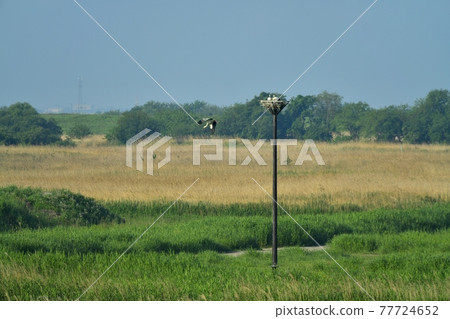 渡良瀨緩速場人工巢塔中的鸛 77724652