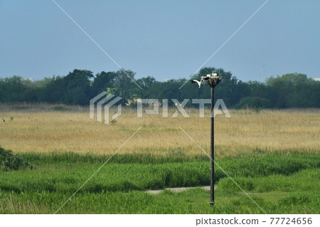 渡良瀨緩速場人工巢塔中的鸛 77724656