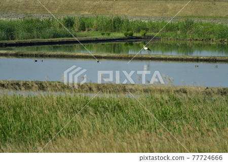 鸛在Watarase遊樂場 77724666