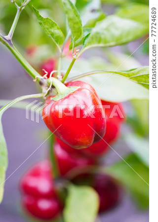 red bell peppers hanging on tree in farm 77724689