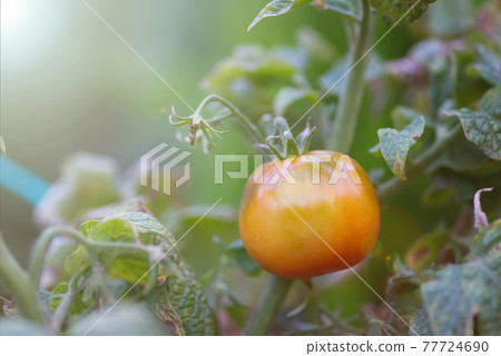 Fresh tomato is not ripe yet hanging on the vine of a tomato tree in the garden 77724690
