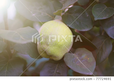 Green Quinces on a tree with sunlight. 77724691