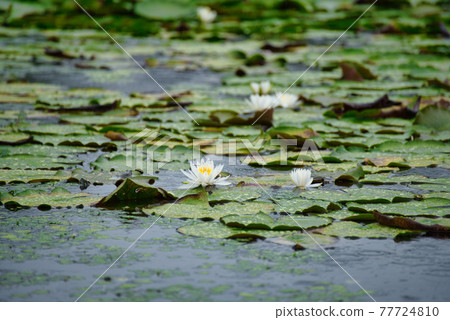 Water lily and water lily flower covering the pond of Shurakuen Tsuyama City, Okayama Prefecture Water lily and water lily flower covering the pond of Shurakuen Tsuyama City, Okayama Prefecture 77724810
