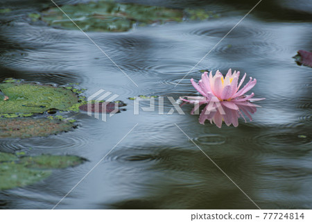 岡山縣津山市修羅園的池塘中漂浮著一朵粉紅色的睡蓮(右圖) 岡山縣津山市修羅園的池塘中漂浮著一朵粉紅色的睡蓮(右圖) 77724814