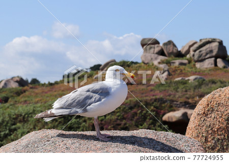 Seagull on a boulder on the Pink Granite Coast Seagull on a boulder on the Pink Granite Coast 77724955