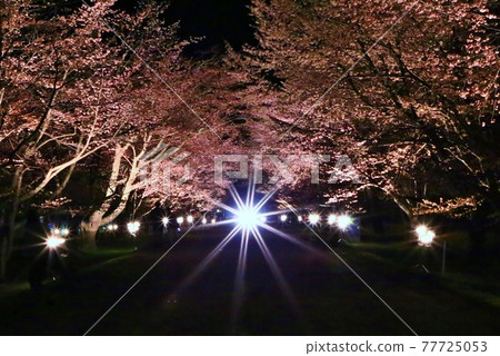 夜晚的櫻花 77725053