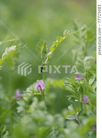 Ants licking the nectar of common vetch Ants licking the nectar of common vetch 77725083