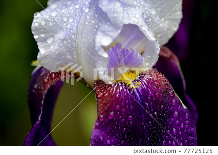 Rain-soaked German iris Rain-soaked German iris 77725125
