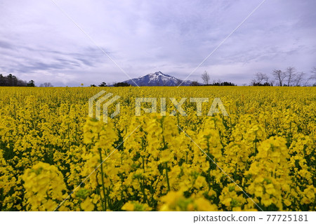 Ajigasawa Town, Nishitsugaru District, Aomori Prefecture, rape field and Mt. Iwaki Ajigasawa Town, Nishitsugaru District, Aomori Prefecture, rape field and Mt. Iwaki 77725181