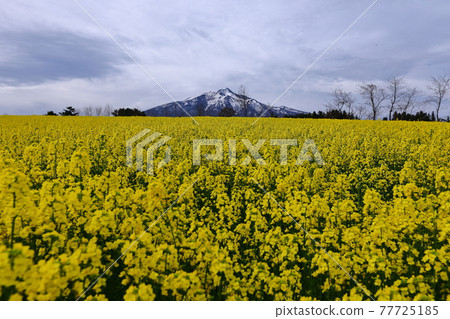 Ajigasawa Town, Nishitsugaru District, Aomori Prefecture, rape field and Mt. Iwaki Ajigasawa Town, Nishitsugaru District, Aomori Prefecture, rape field and Mt. Iwaki 77725185