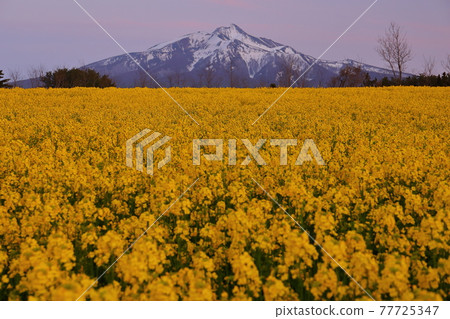 Ajigasawa-cho, Nishitsugaru-gun, Aomori Prefecture, rape field and Mt. Iwaki at dusk Ajigasawa-cho, Nishitsugaru-gun, Aomori Prefecture, rape field and Mt. Iwaki at dusk 77725347