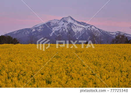 Ajigasawa-cho, Nishitsugaru-gun, Aomori Prefecture, rape field and Mt. Iwaki at dusk 77725348