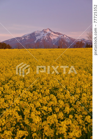 Ajigasawa-cho, Nishitsugaru-gun, Aomori Prefecture, rape field and Mt. Iwaki at dusk 77725352